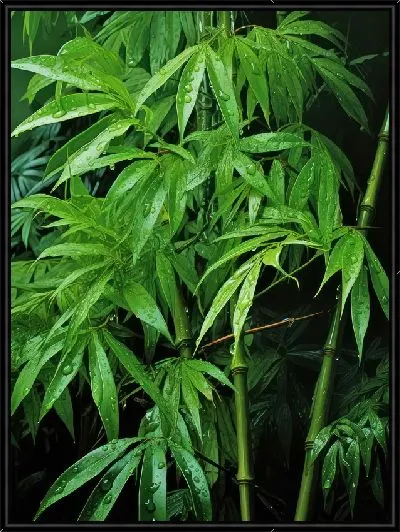 Картина Бамбук в стиле арт №17