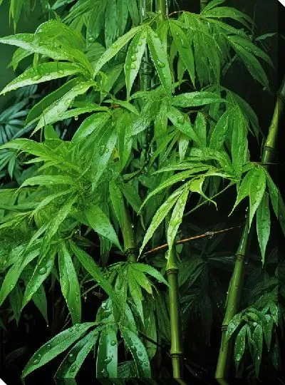 Постер Бамбук в стиле арт №17