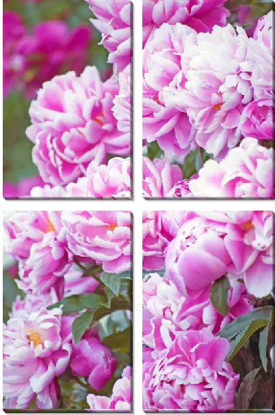 Модульная картина Пионы №20