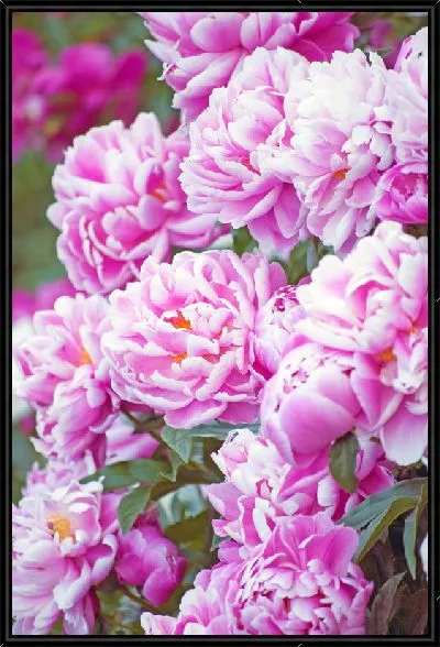 Картина Пионы №20