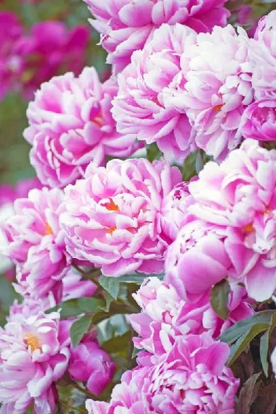 Плакат Пионы №20