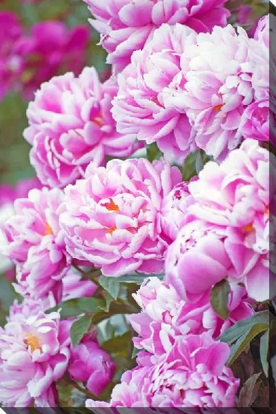 Постер Пионы №20