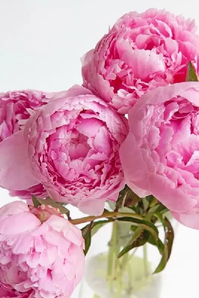 Плакат Пионы №25