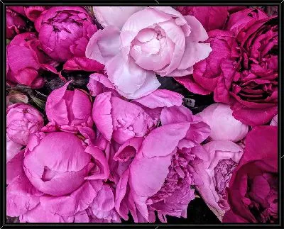 Картина Пионы №28