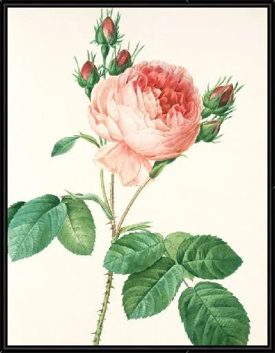 Картина Пионы №30
