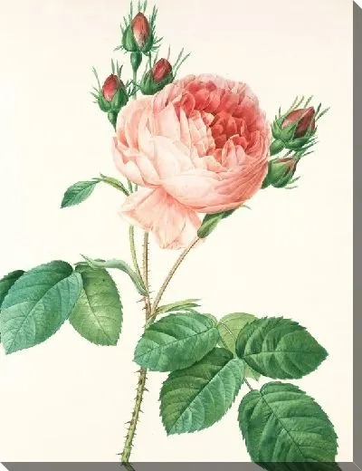 Картина маслом Пионы №30