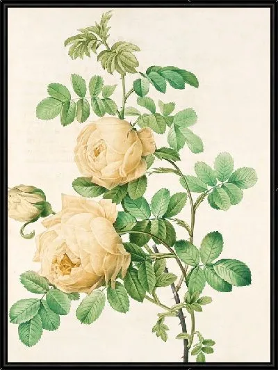 Картина Пионы №31