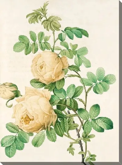 Картина маслом Пионы №31