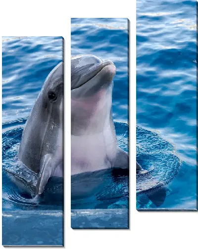 Модульная картина Дельфин №2