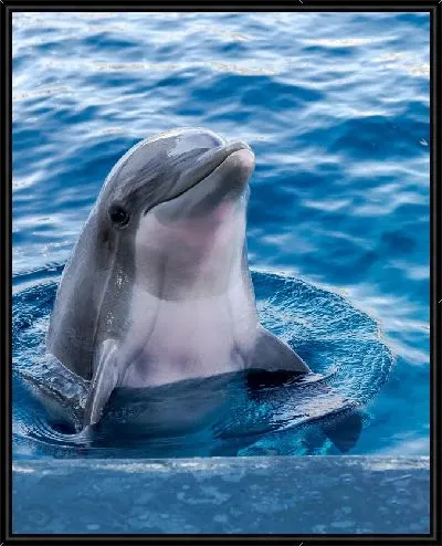 Картина Дельфин №2