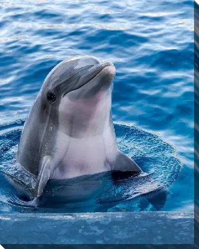 Постер Дельфин №2
