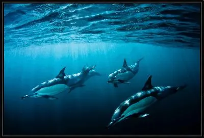 Картина Дельфины №4