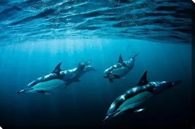 Постер Дельфины №4