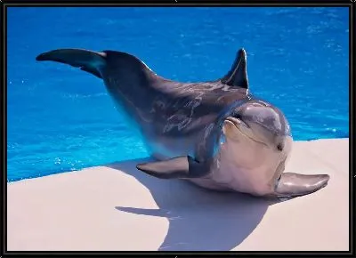 Картина Дельфин №5