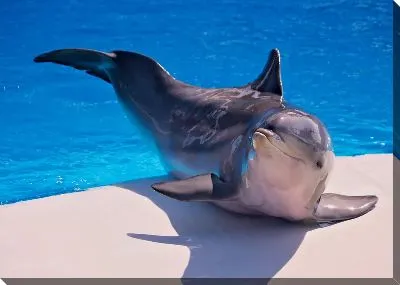 Постер Дельфин №5