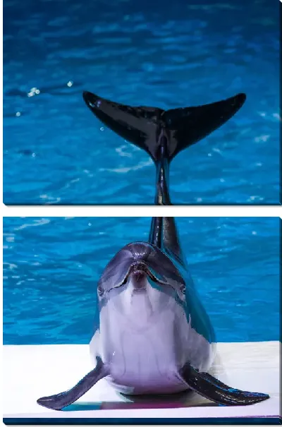 Модульная картина Дельфин №7