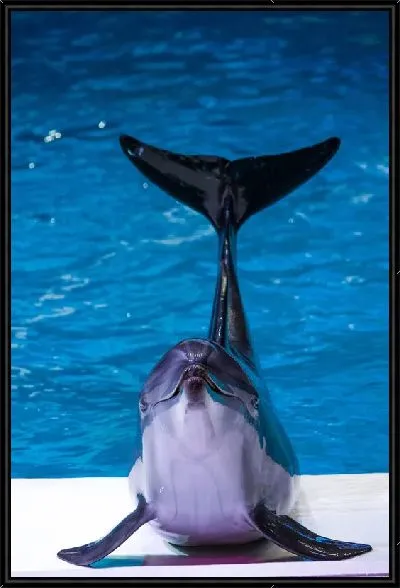 Картина Дельфин №7