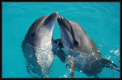 Картина Дельфины №11