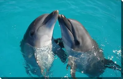 Постер Дельфины №11