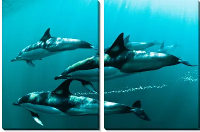 Модульная картина Дельфины №12
