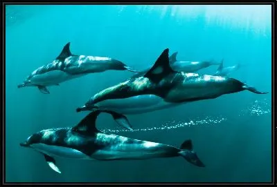 Картина Дельфины №12