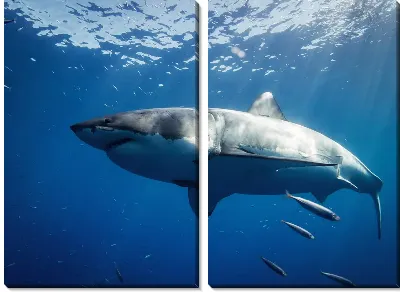 Модульная картина Акула №4