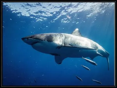 Картина Акула №4