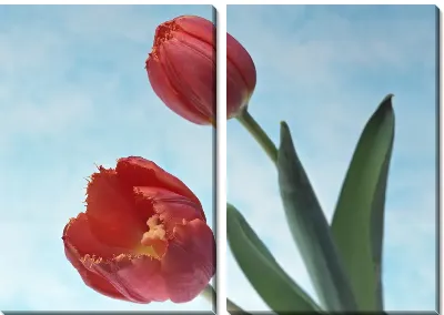Модульная картина Красные тюльпаны