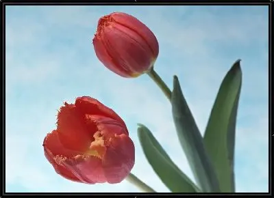 Красные тюльпаны
