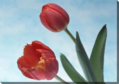 Красные тюльпаны