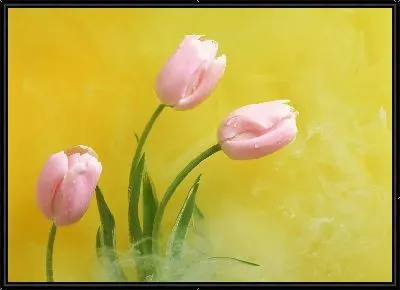 Розовые тюльпаны