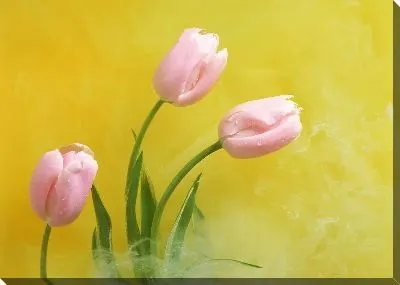 Розовые тюльпаны