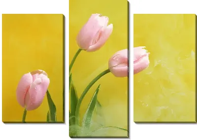 Розовые тюльпаны