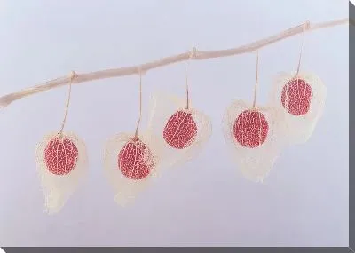 Постер Физалис