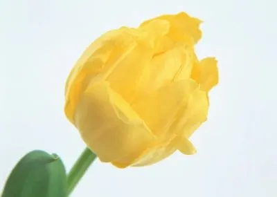Плакат Желтый тюльпан