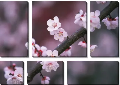 Модульная картина Цветы вишни