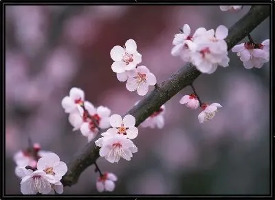 Цветы вишни