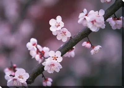 Цветы вишни