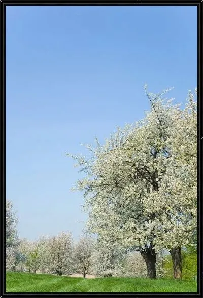 Картина Яблоня в цвету