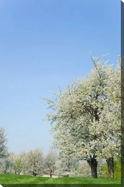 Постер Яблоня в цвету