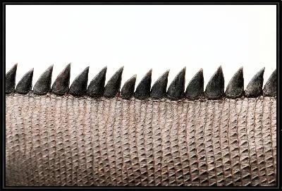 Хвост крокодила