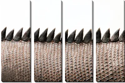 Хвост крокодила