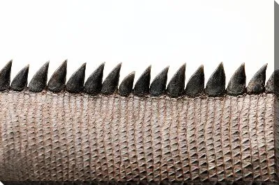 Хвост крокодила