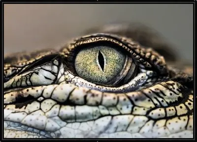 Глаз крокодила