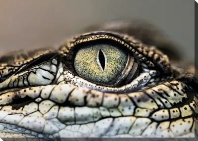 Глаз крокодила