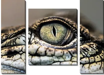 Глаз крокодила