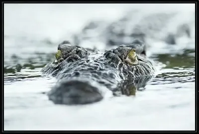 Картина Крокодил №521