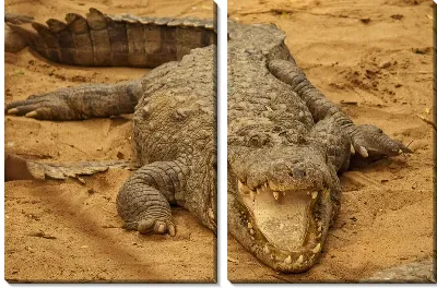 Модульная картина Крокодил №531