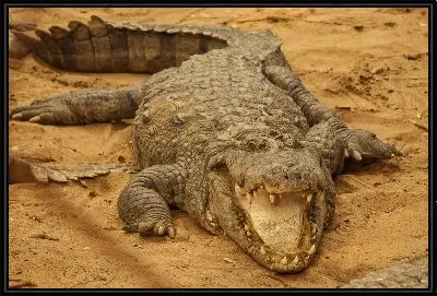 Картина Крокодил №531