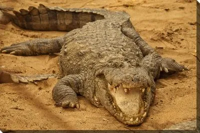 Постер Крокодил №531